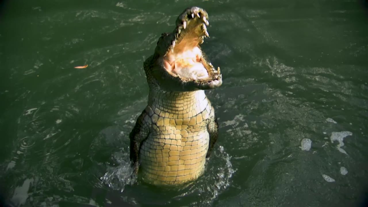 Saltwater Crocodile Bites Zookeeper After 6 Months Moving Him Into Position