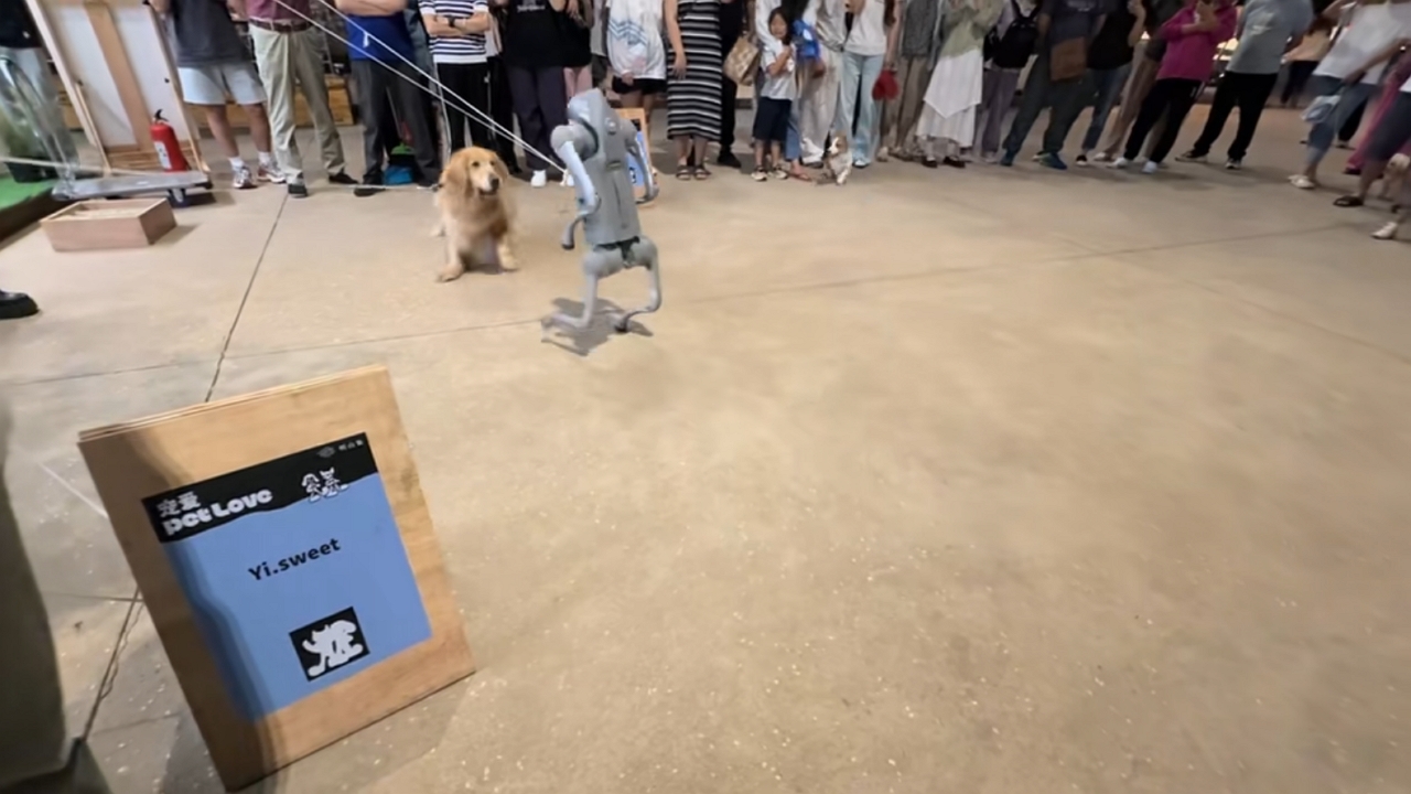 Dog encounters robot dog at exhibition in Zhejiang, China