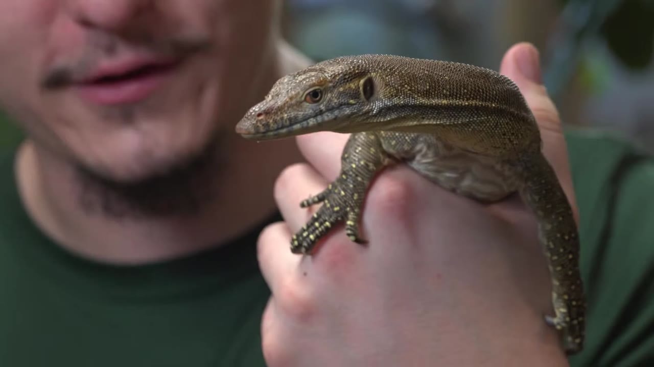 Meet the lizards at the Reptarium that rarely get shown on camera