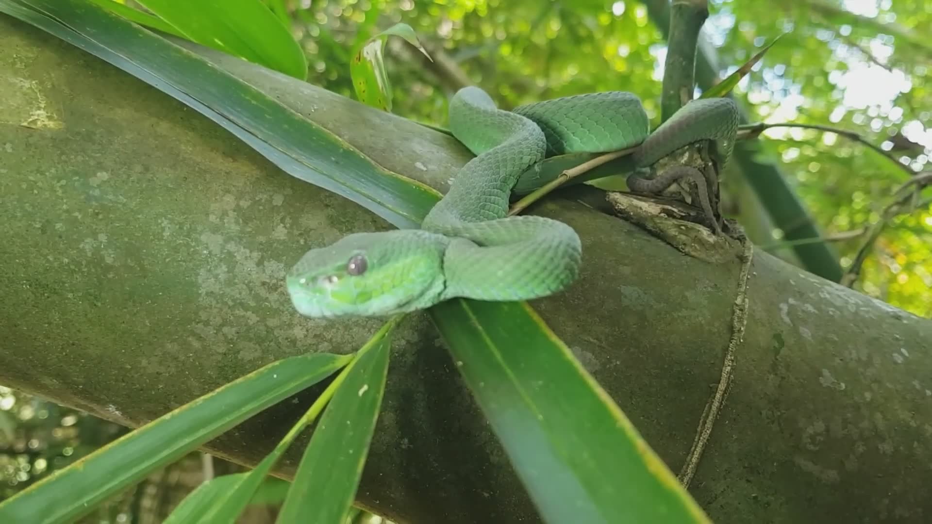 Giant snakes of the world | A snake man's close encounters