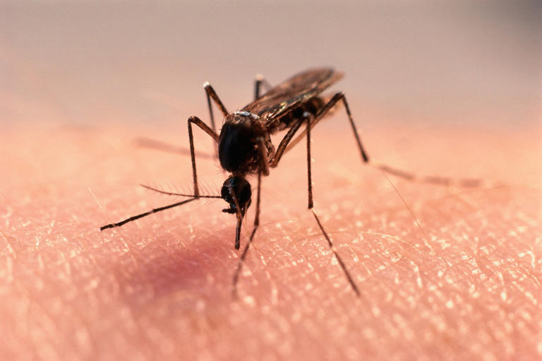 The fight against dengue starts in your backyard