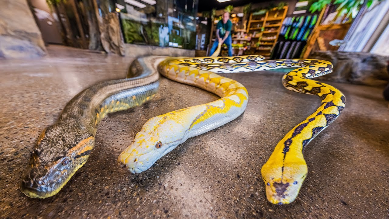 Exploring a collection of giant snakes and meeting some of the largest ...