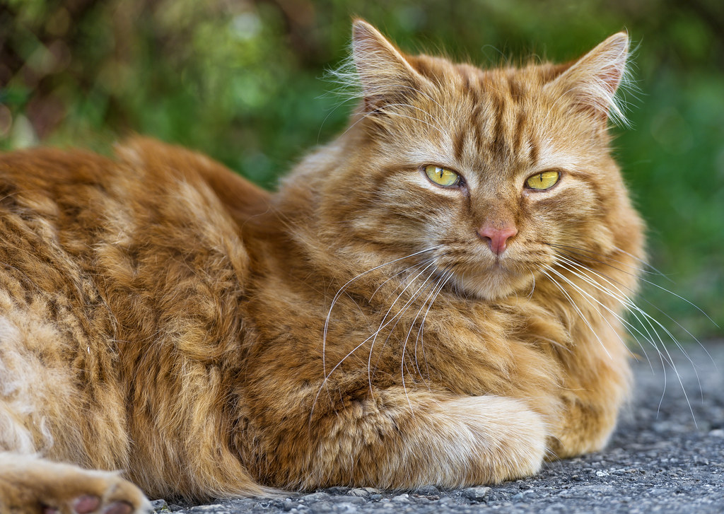 Harry Potter creatures that could pass for muggle animals