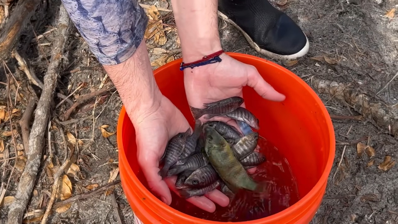 More than 20 African cichlids caught in two traps at abandoned ponds
