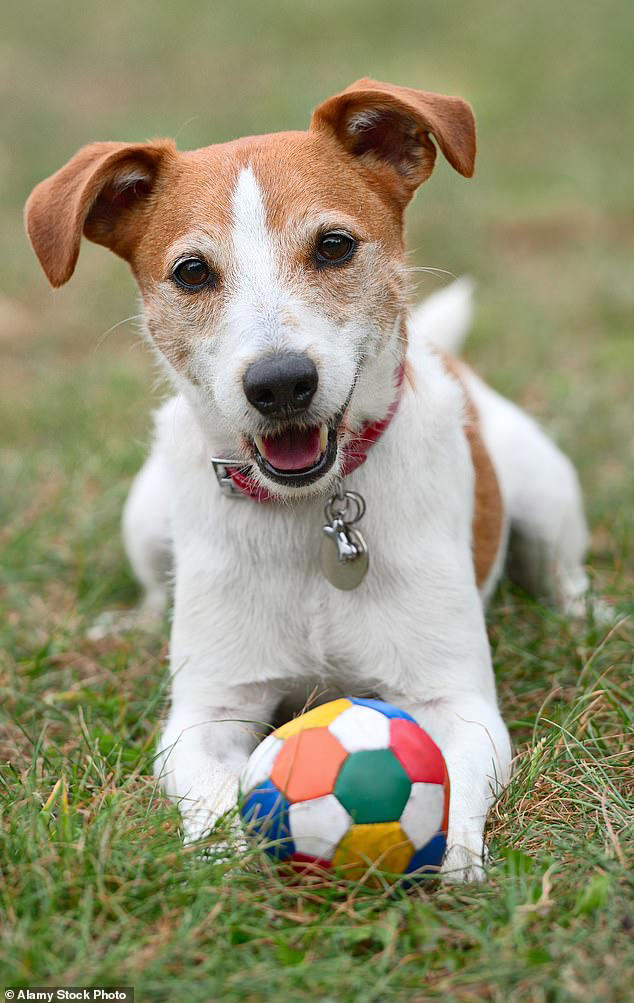 Britain's top 20 pet names revealed - so, did your furry friend make ...