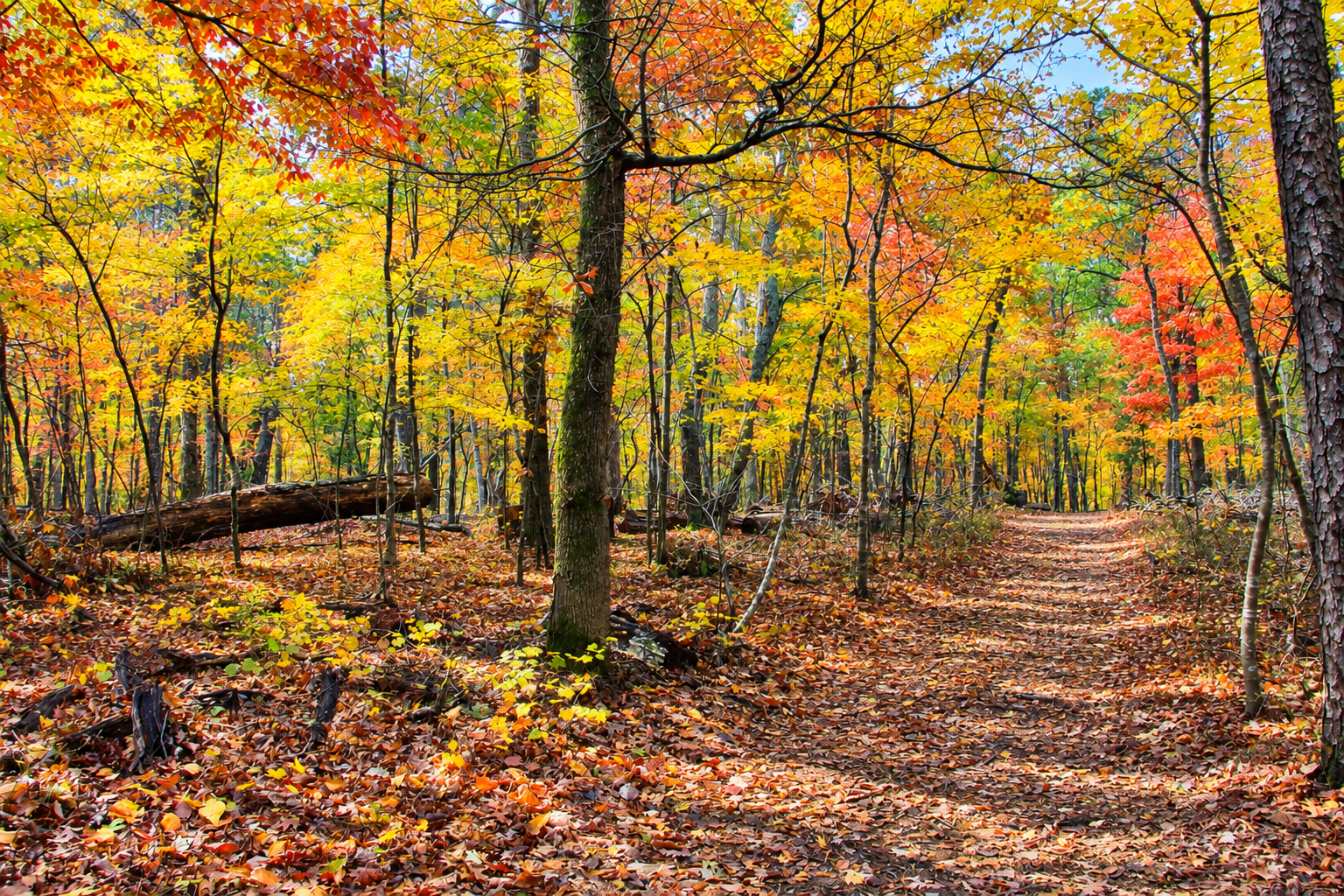 Ground rules: Fall leaf management matters | Column