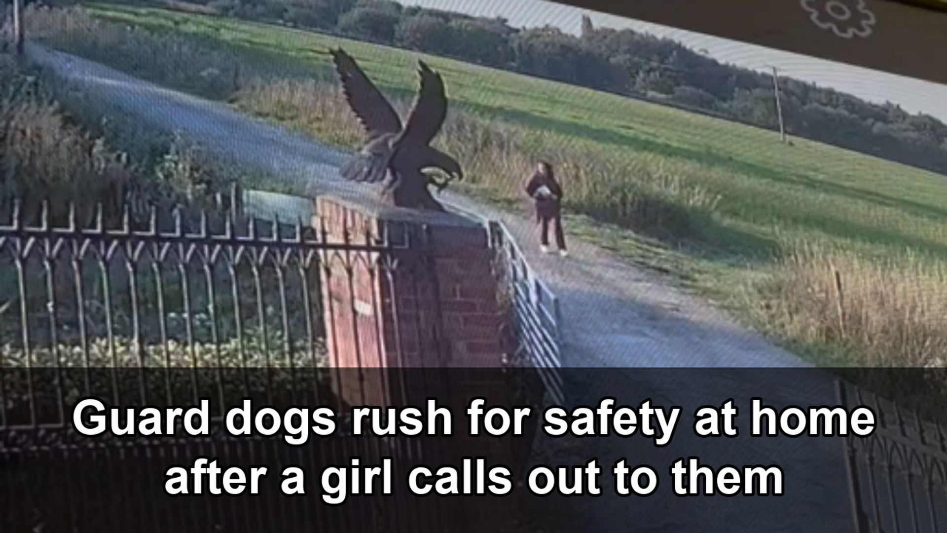 Startled guard dogs turn and sprint home when a girl calls out to them