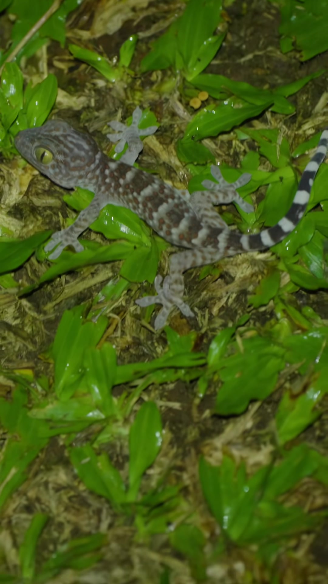 Even the tiniest Tokay gecko can be surprisingly aggressive