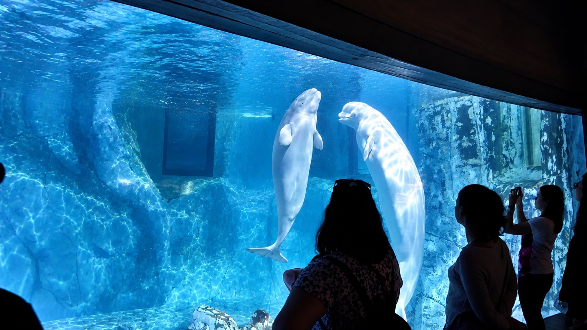 Why are these white whales swimming face to face?
