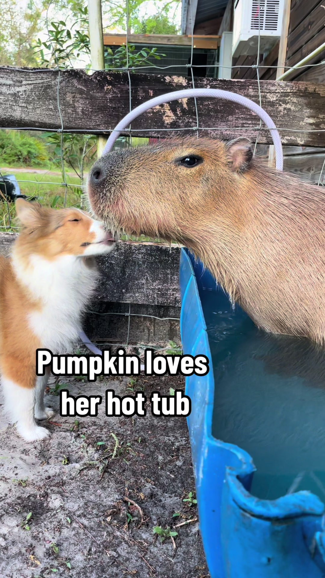 Pumpkin’s favorite things make the sweetest animal moment