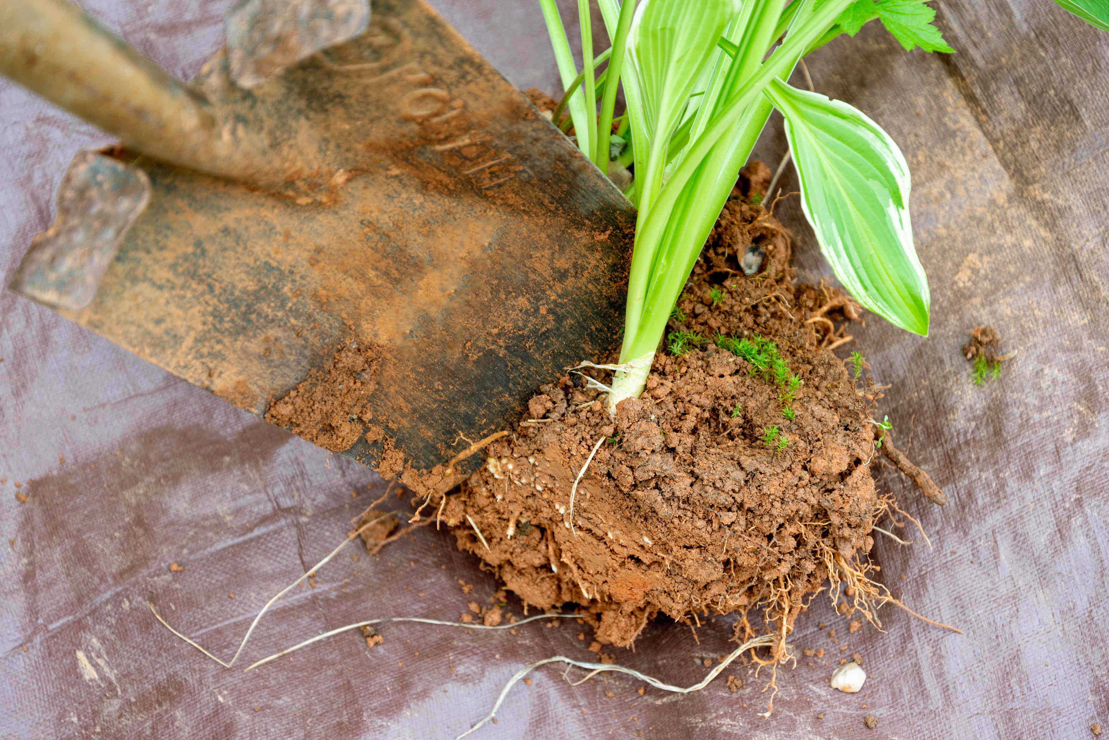 Is it okay to divide perennials during a dry spell? Here’s what a ...