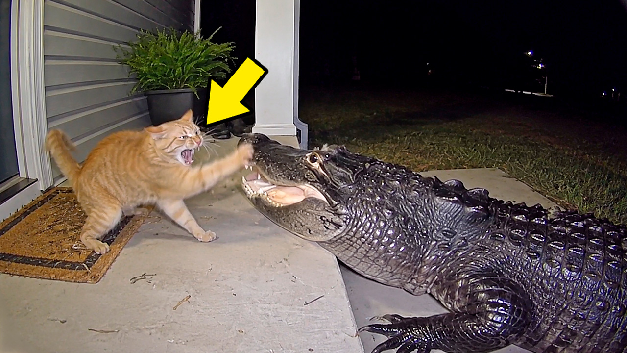 Crocodile picked a fight with the wrong cat