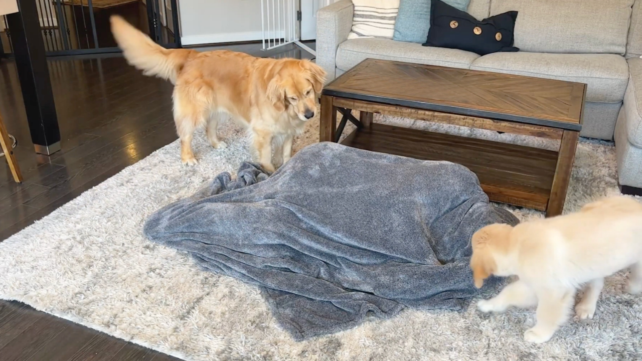 Two golden retrievers think hiding in plain sight will be easy until ...