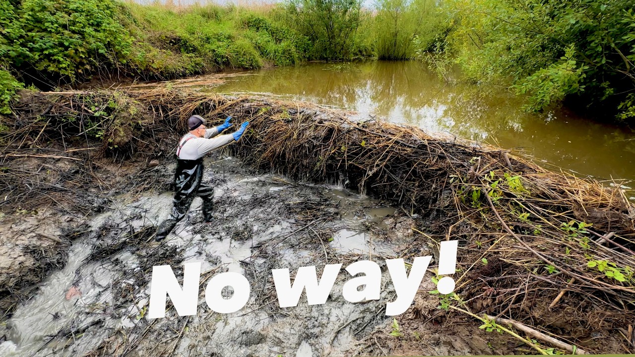 Unbelievable water release from a beaver dam!