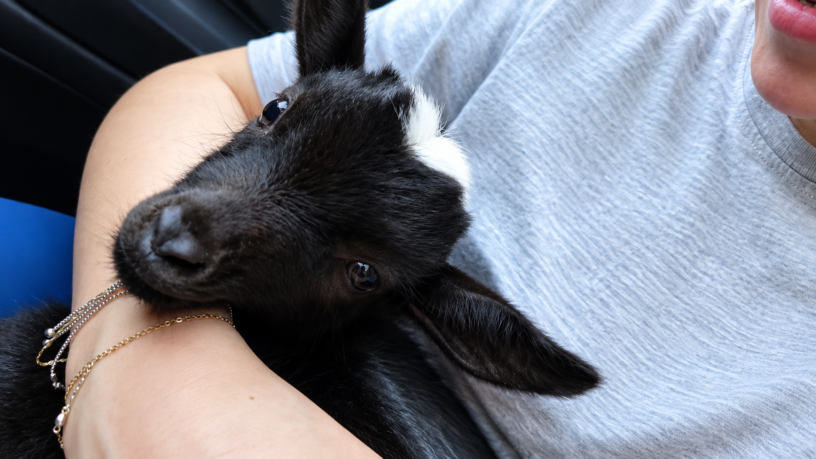 Helping a baby goat recover from a parasite infection