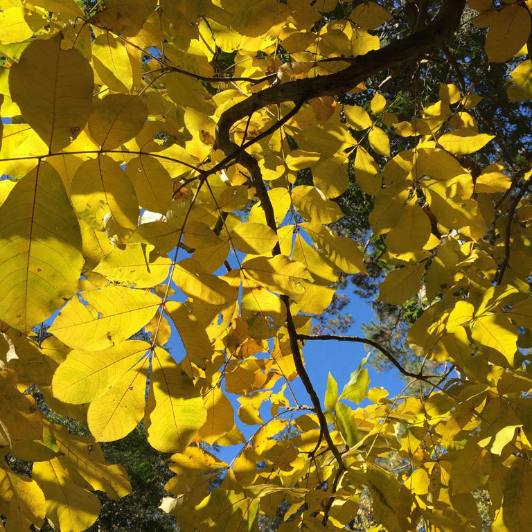 N Florida gets first blast of fall with open window weather, wind