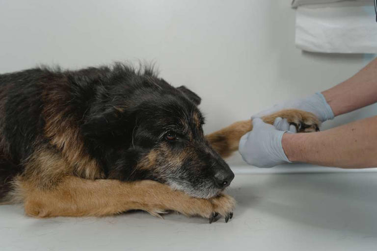 Corte Constitucional prohíbe sacrificar animales por vejez extrema en ...