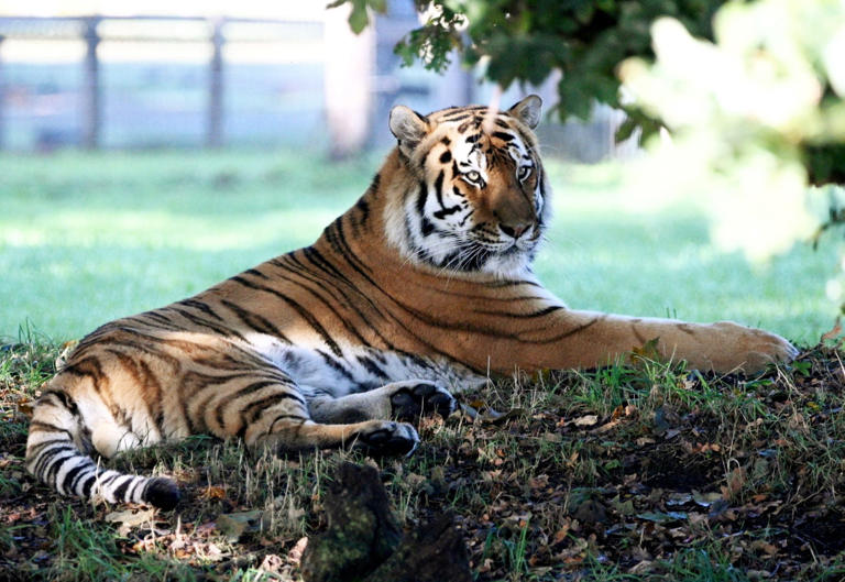 NHS staff inappropriately accessed medical records of tiger attack victim