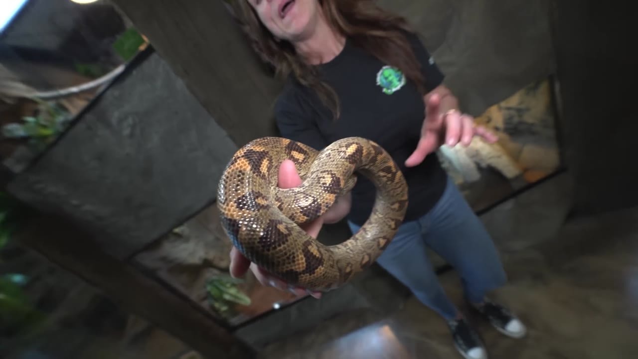 Exploring the Reptarium's snake collection from common ball pythons to ...