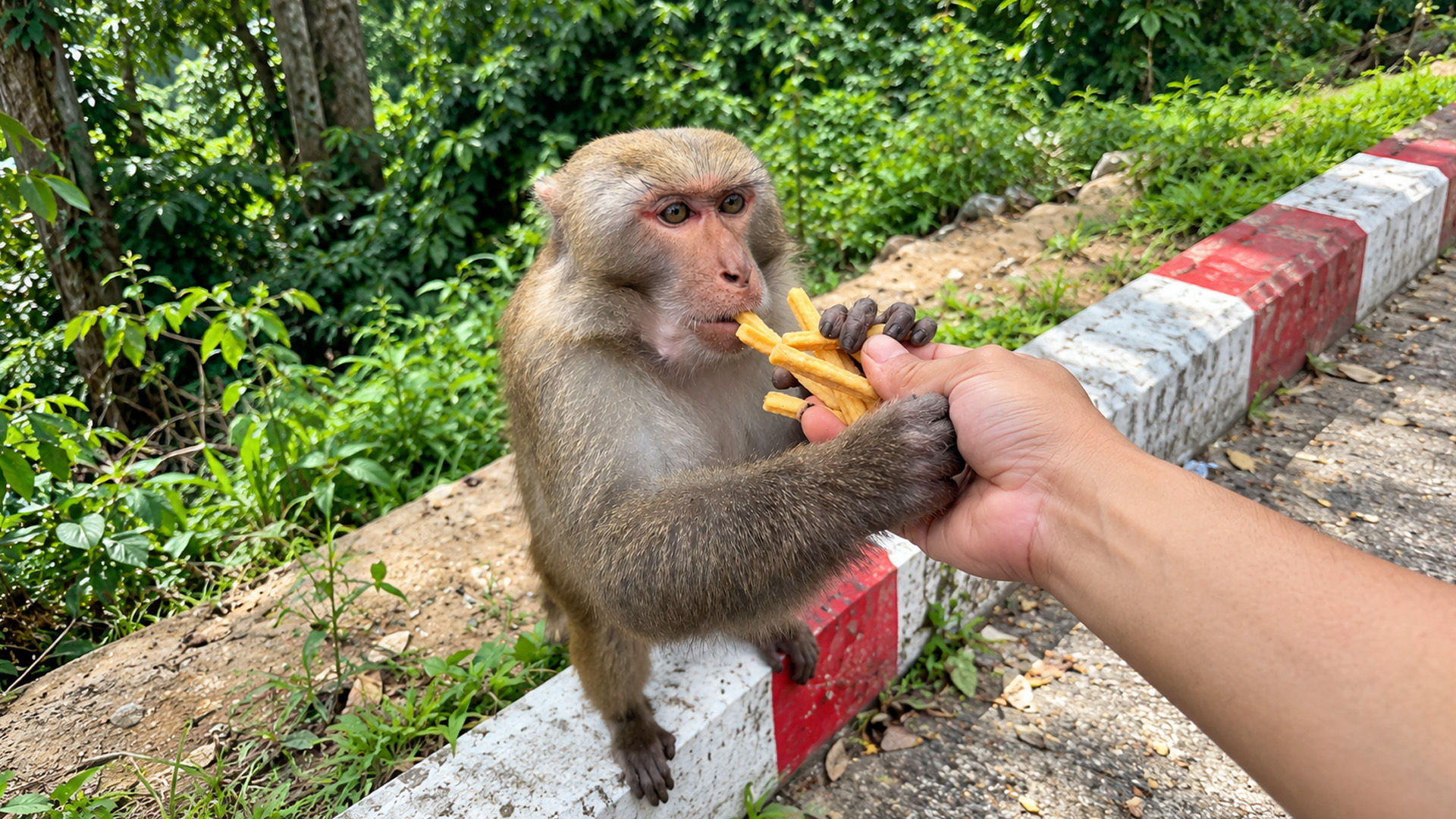 Hungry monkey grabs French fries directly from a human hand