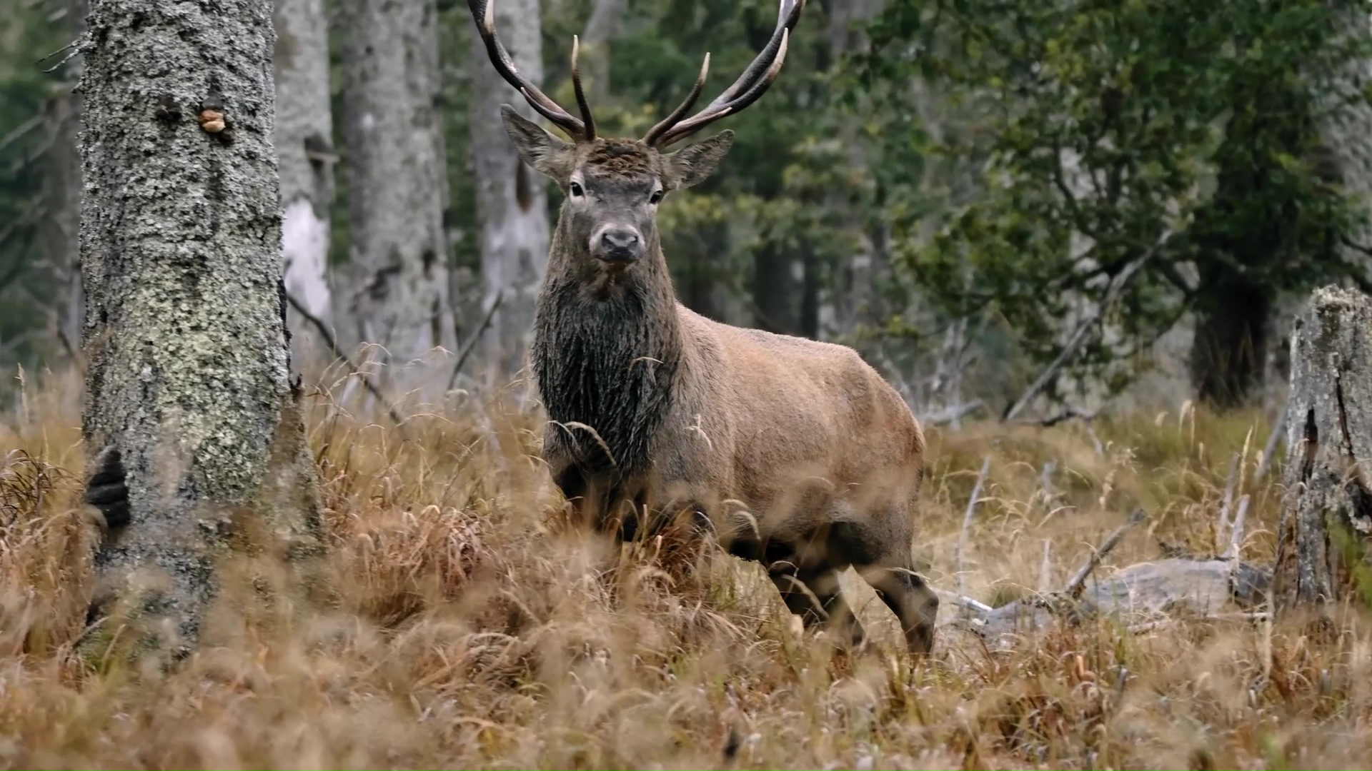 Rare moment majestic red deer stag stands in forest