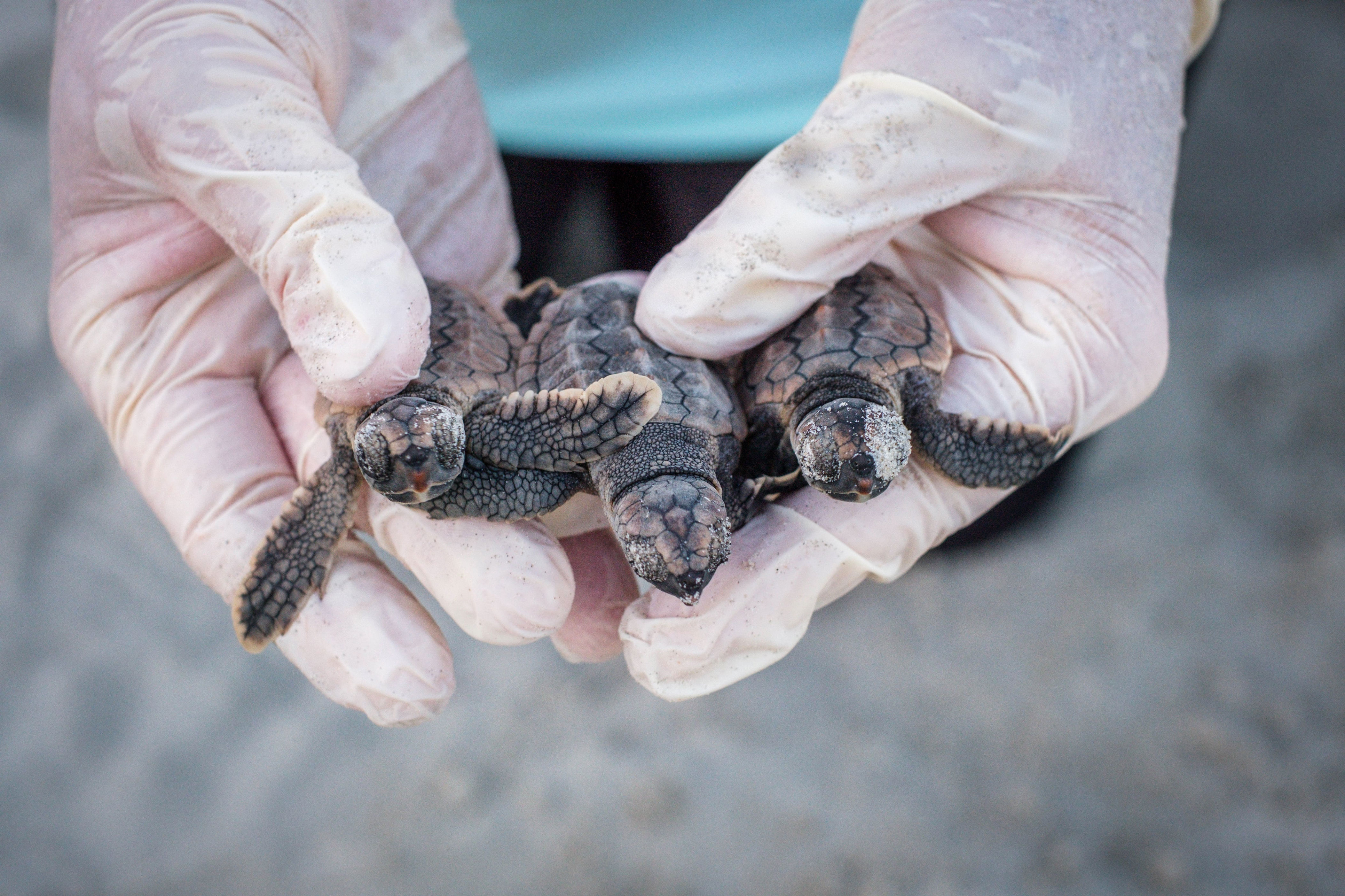 Turtle watchers release final numbers for 2026 nesting season