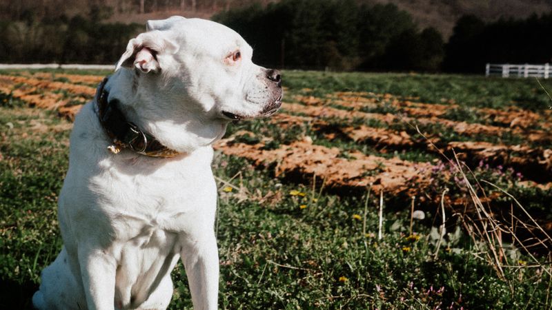 11 dogs whose dramatic expressions can make even a blurry photo ...