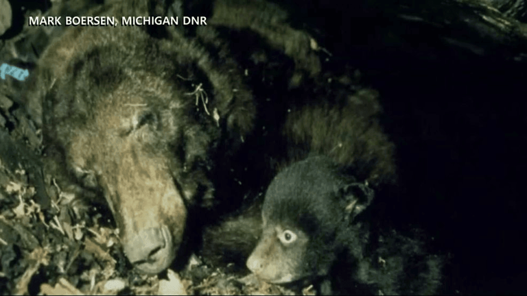 Michigan DNR seeks bear den reports as black bears prepare to hibernate ...