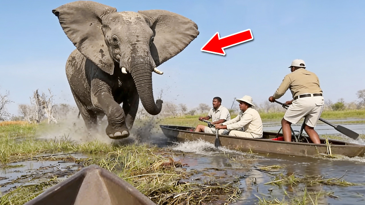 Watch what happens when tourists come too close to an elephant