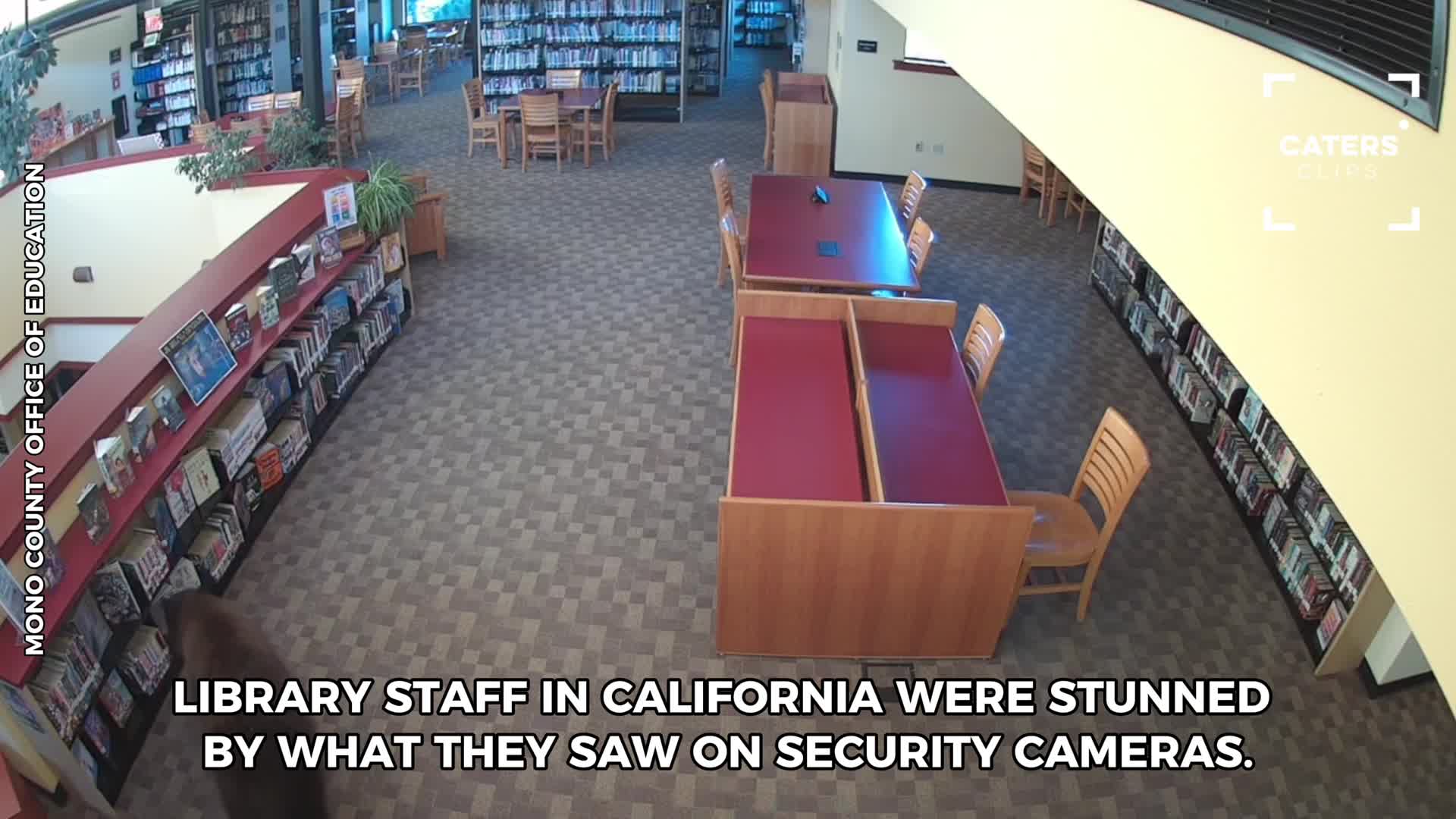 California library staff stunned by visitor caught sneaking inside ...