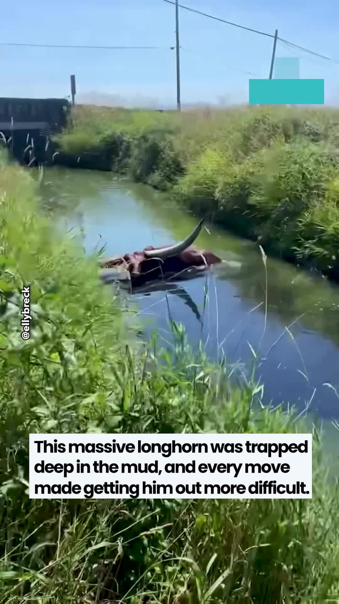 Washington farmer finds massive longhorn bull trapped deep in muddy canal