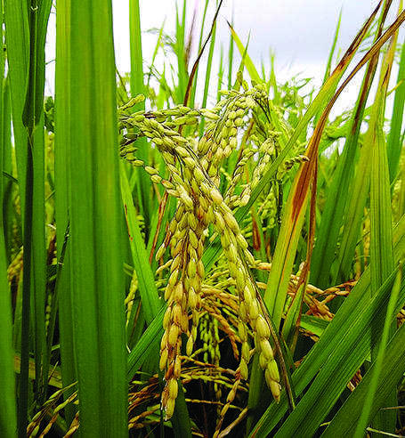 Paddy expansion needs 170 tmc water a year, warns study