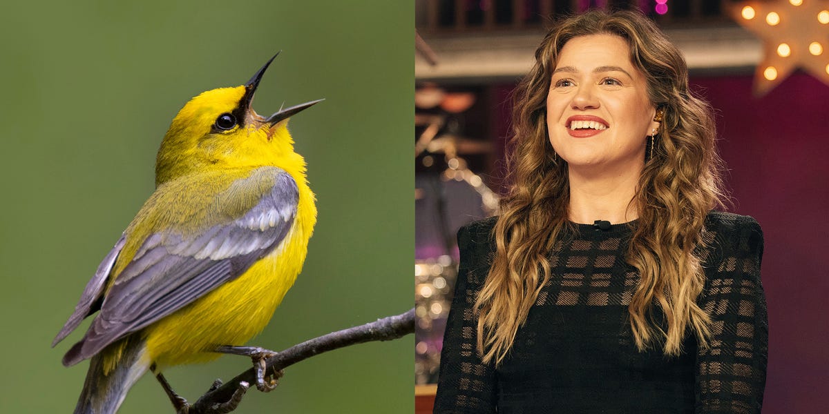 Why Kelly Clarkson’s feud over a $15,000 mechanical bird sounds all ...
