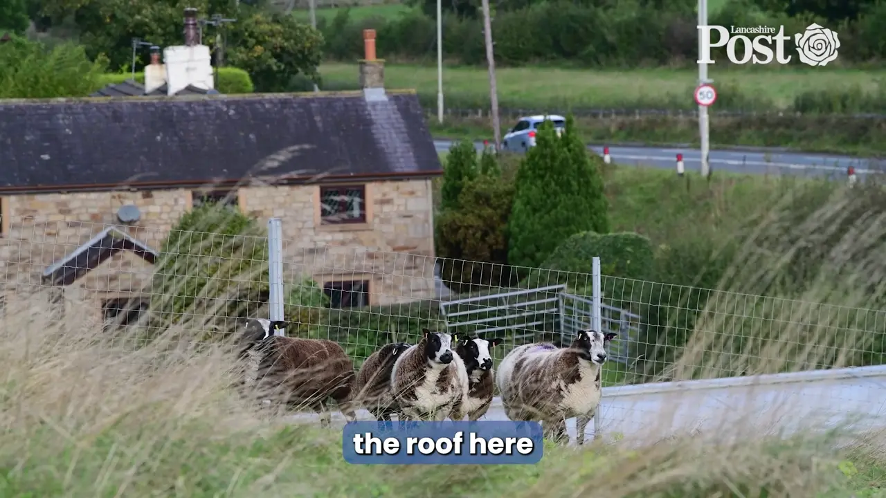 Sheep return to the roof of the Flower Bowl for the first time since ...