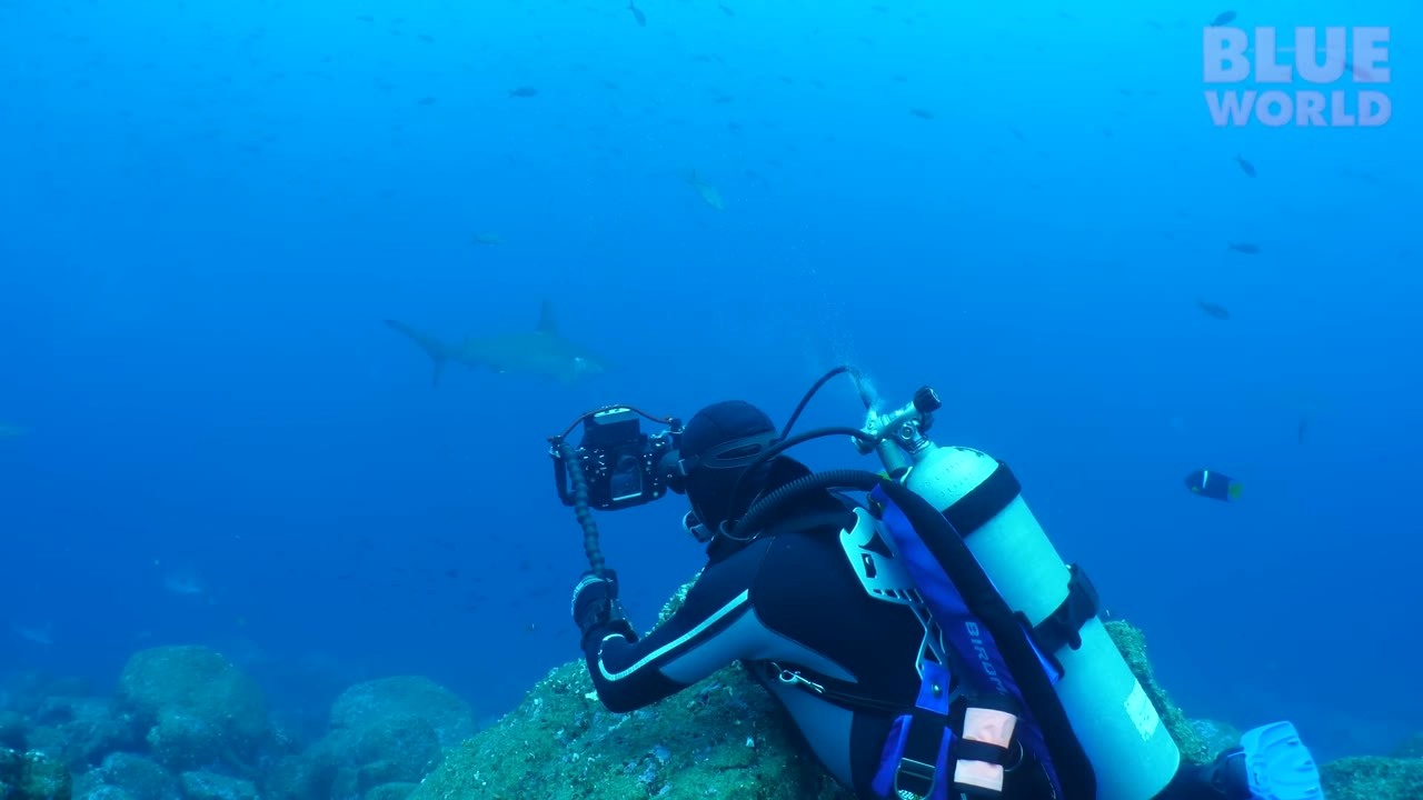 Divers find eagle rays in the current at Wolf Island in the Galapagos
