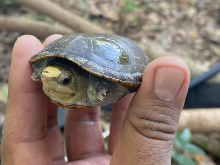 Legal gaps allow rampant pet trade, poaching reptiles and amphibians ...