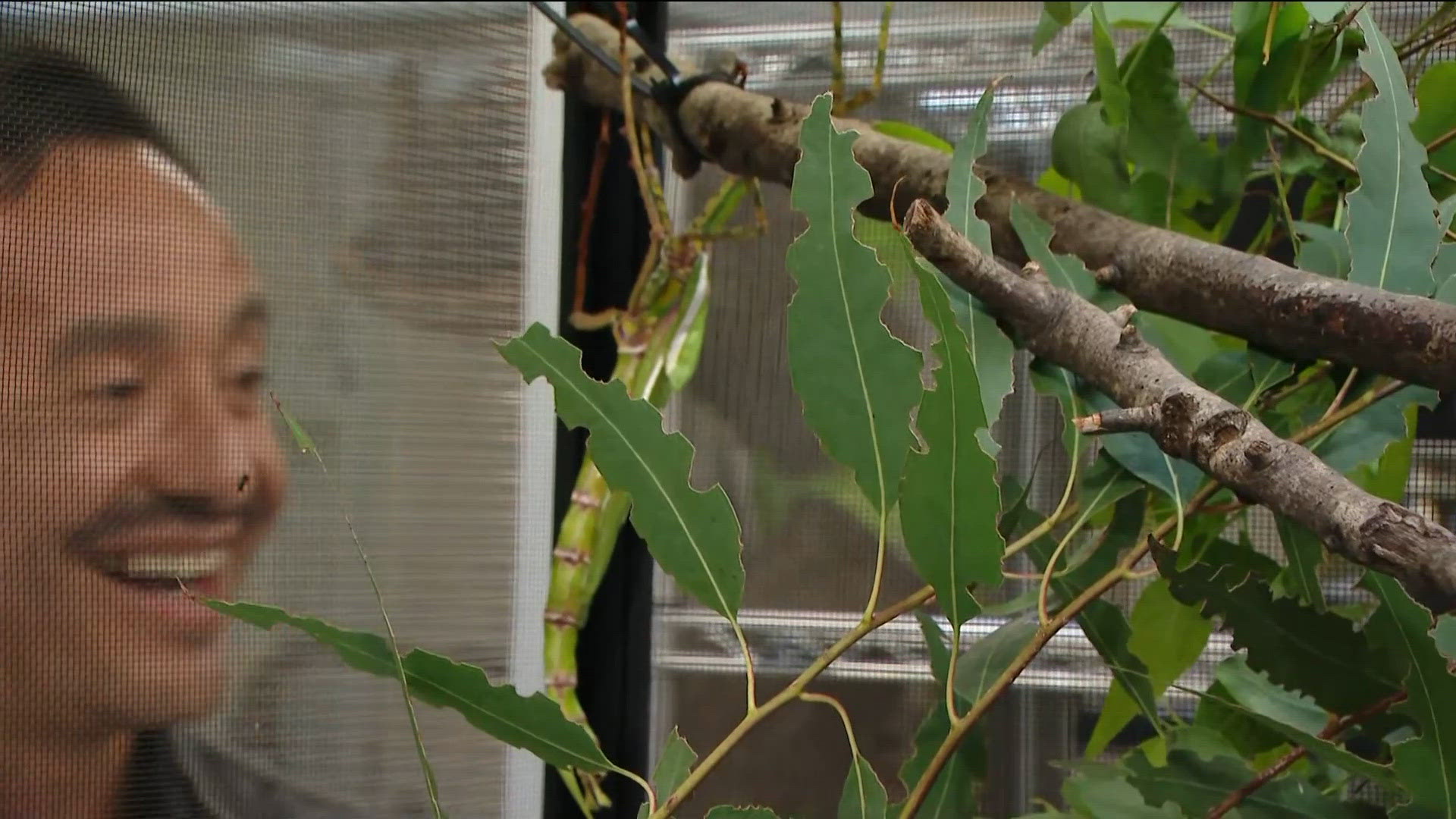 Zoo day | Meet some insects and spiders