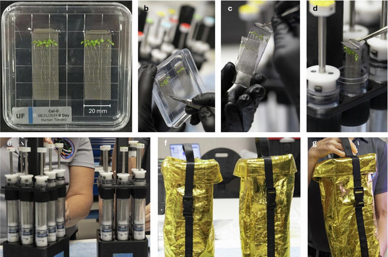 Plants shift gene activity within minutes of entering spaceflight ...
