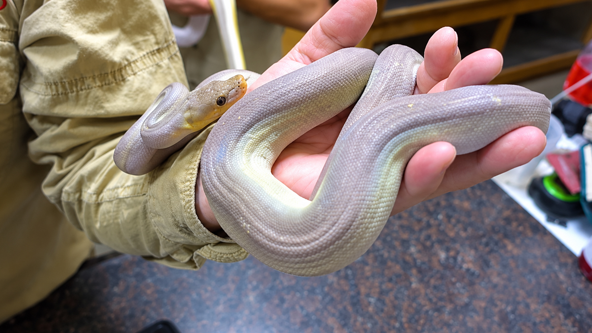 Unique pythons with patterns you don't see every day