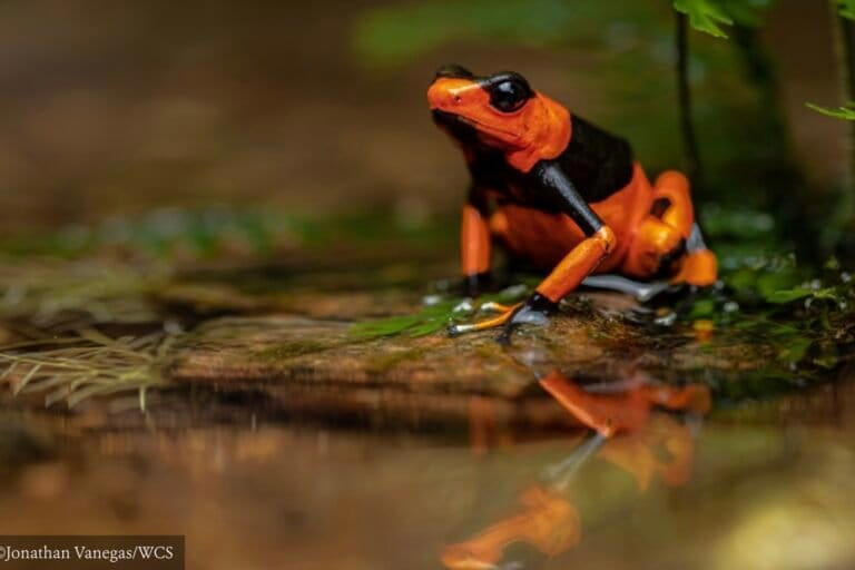 Legal gaps allow rampant pet trade, poaching reptiles and amphibians ...