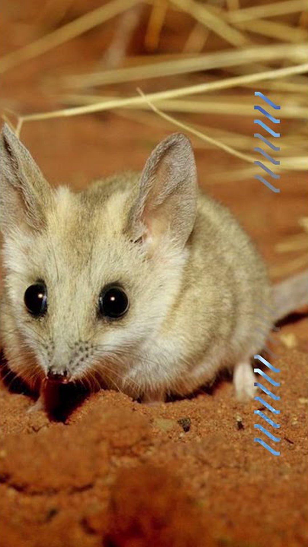 Meet the fat-tailed dunnart, one of the world’s smallest marsupials