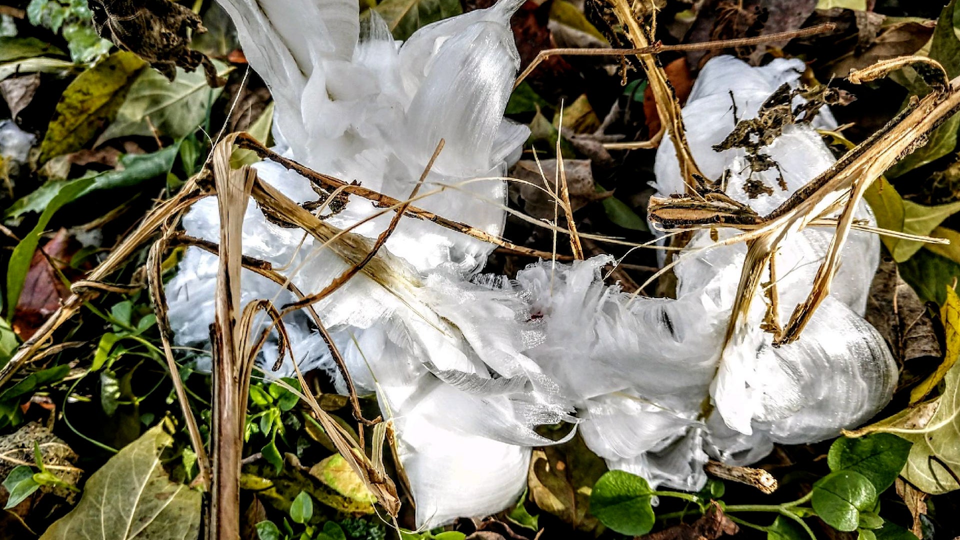 Look down this weekend: frost flowers could bloom at your feet