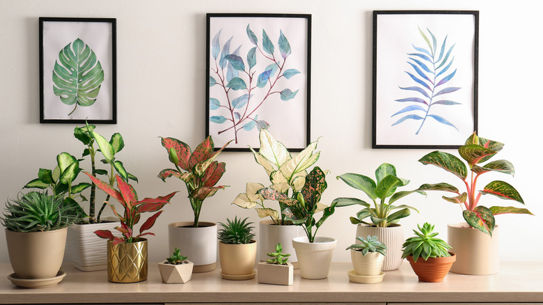 The fall-colored plant to grow indoors in October