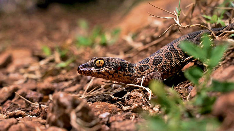 Rare Jeypore ground gecko found in bauxite reserve