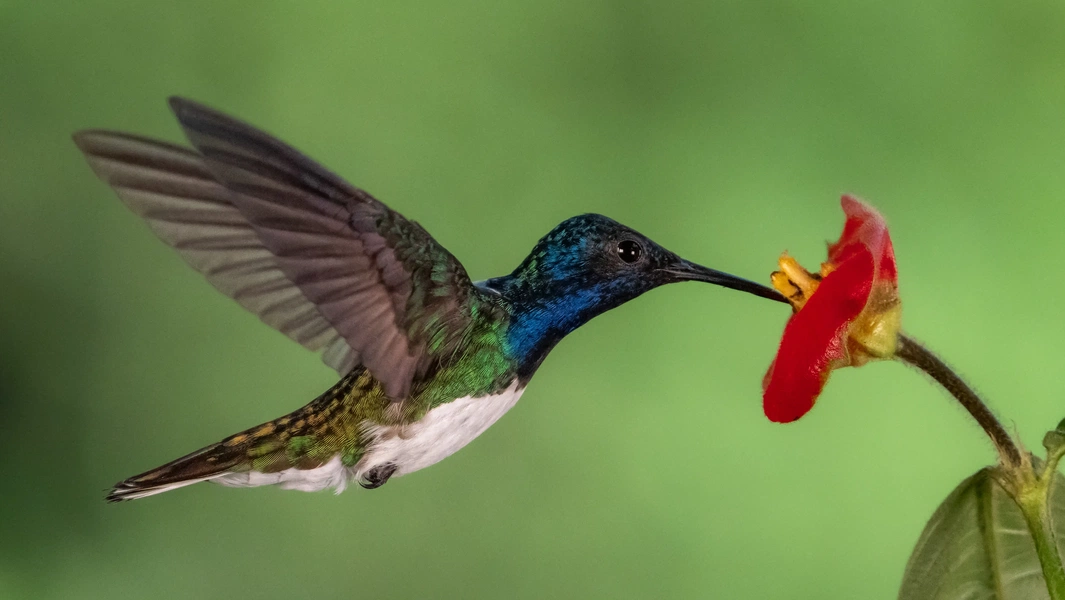 Reducing hummingbird feeder aggression