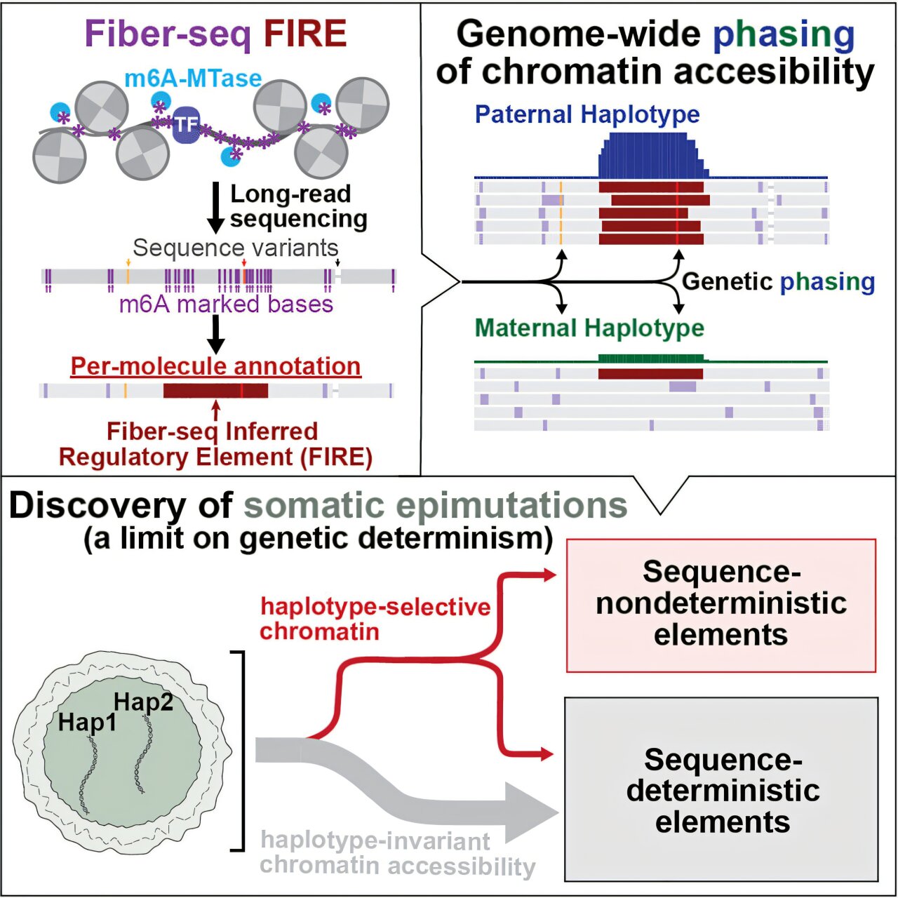 Machine learning analysis of gene regulation reveals new dimension of ...