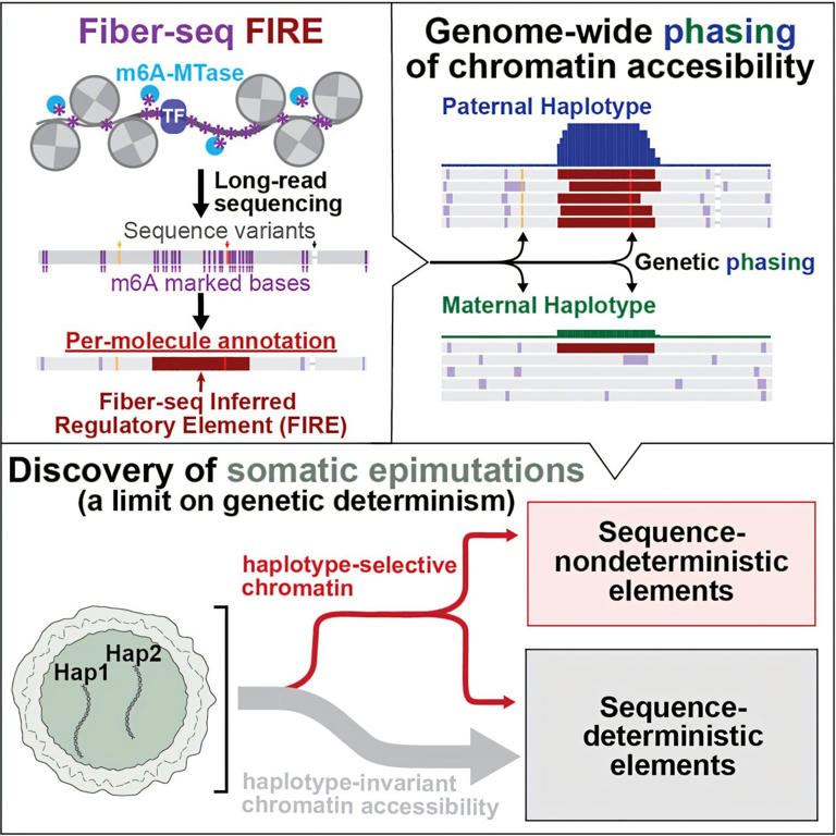Machine learning analysis of gene regulation reveals new dimension of ...