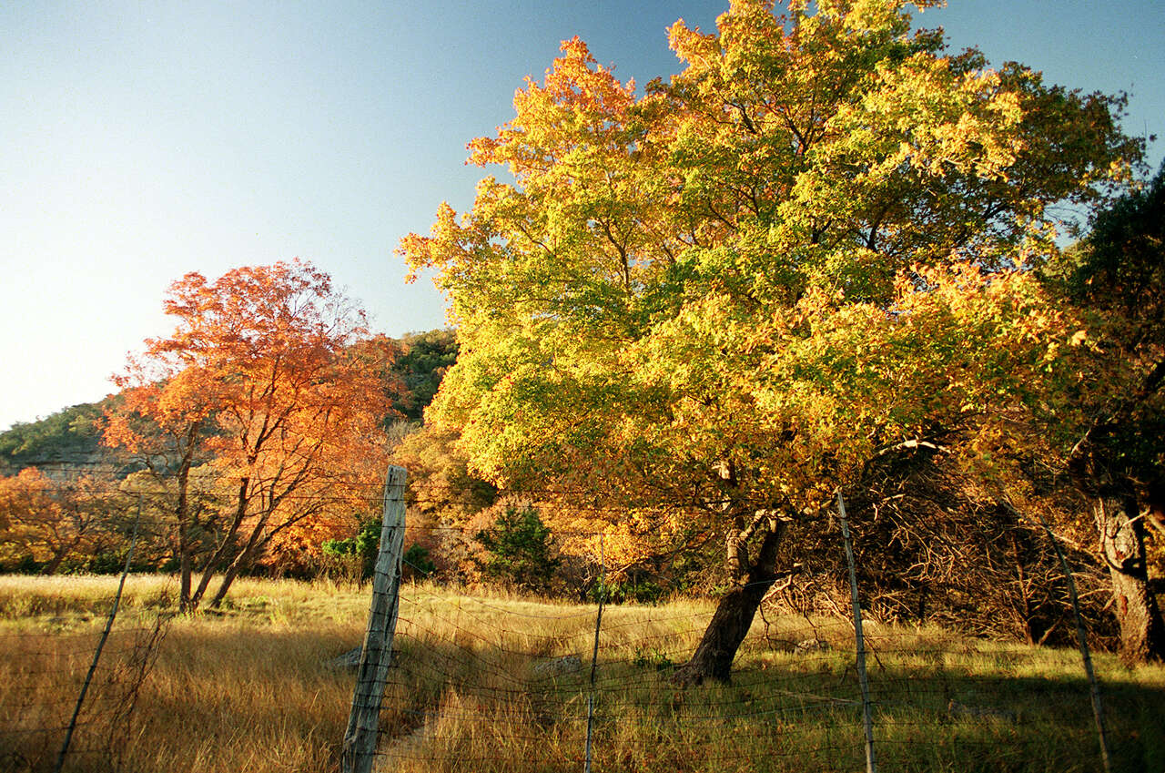 Want to see the fall colors at Lost Maples? Book your day pass now.