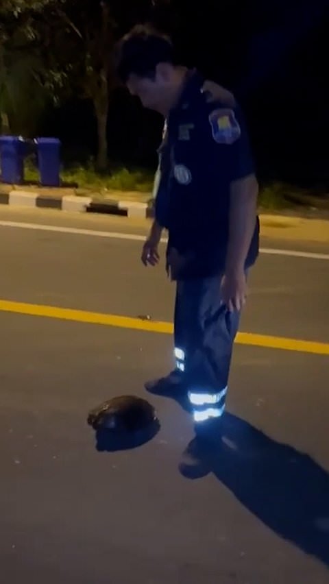 Paramedic rescues tortoise from busy road in Thailand