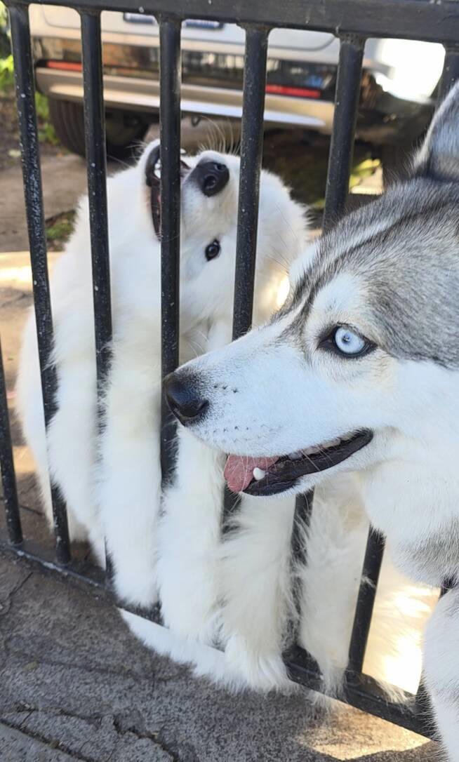 Husky reaches through fence to hold paws with her neighbor every morning